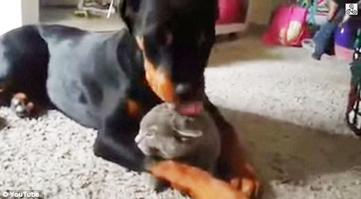 dog and cat